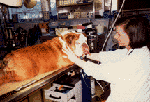 bulldog