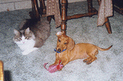 dog n cat