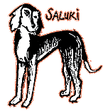 saluki